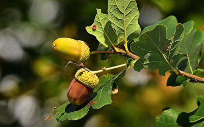 Vicelinkinder pflanzen einen Baum