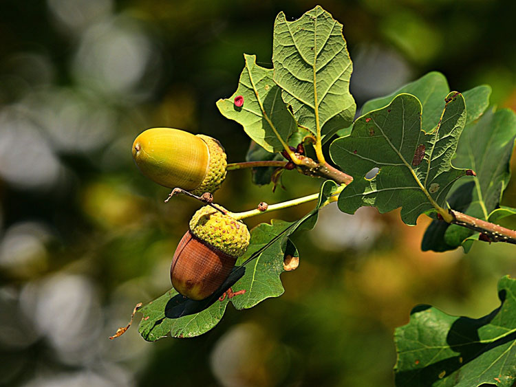 Vicelinkinder pflanzen einen Baum